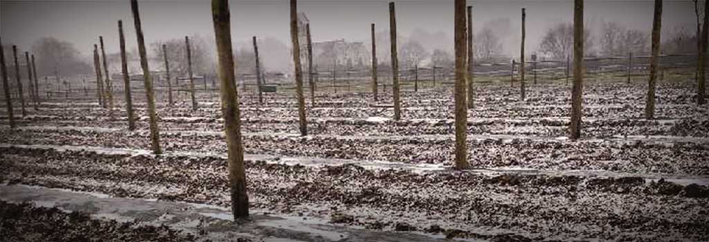 Tree stakes planted, ready to serve