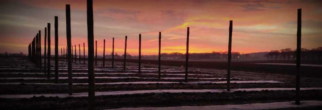 Tree stakes ready to serve